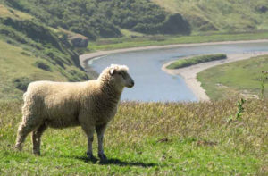 Pozzi Ranch lamb near river