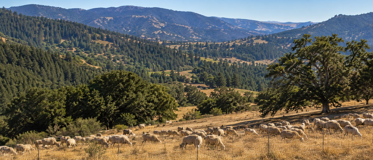 fenced in grazing