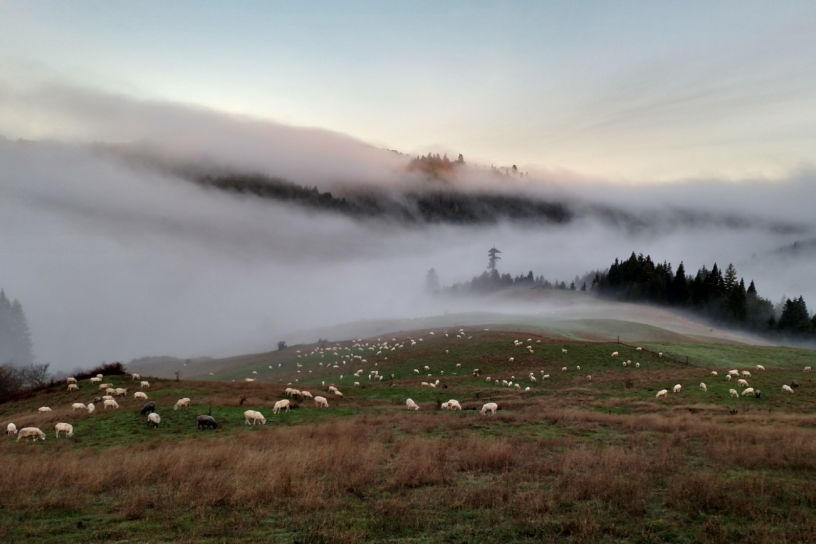 Ferndale foggy meadow