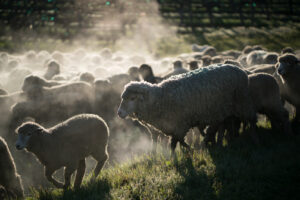 sheep in a field near St Helena California