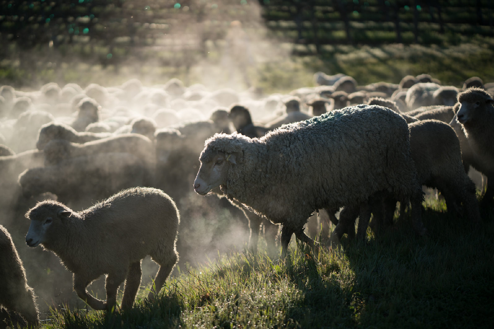 sheep in a field near St Helena California