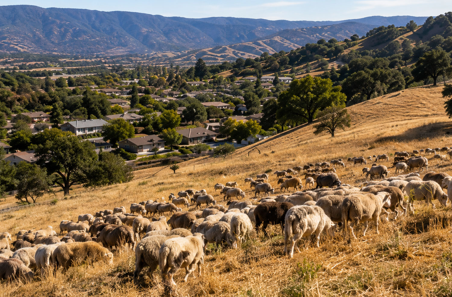 sheep grazing in a field in California
