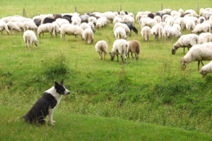 dog protecting flock of sheep