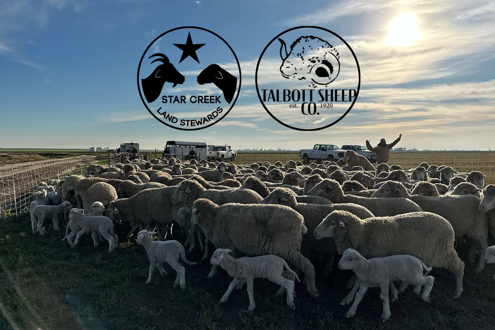 Star Creek and Talbott Sheep logos, sheep in a field