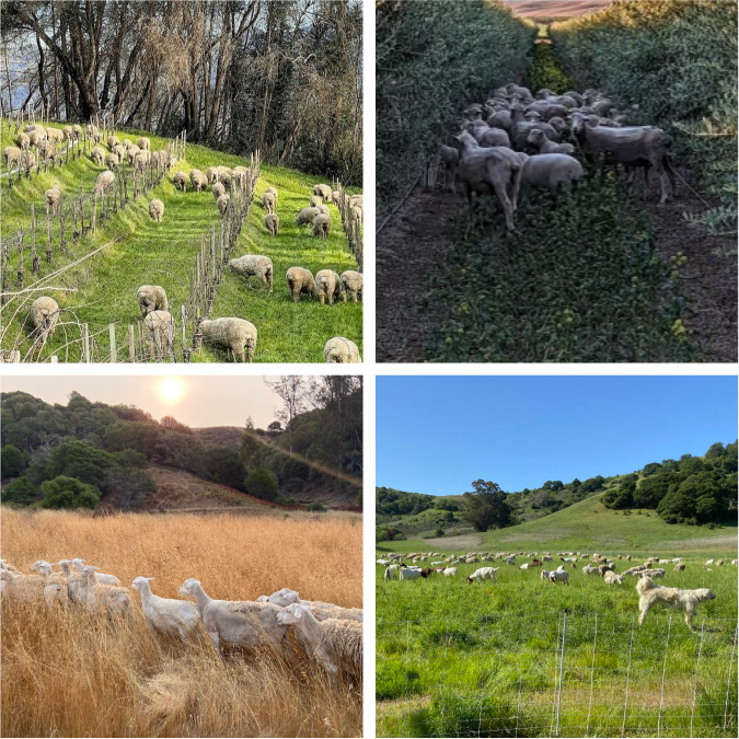 sheep and goats grazing in various terrains