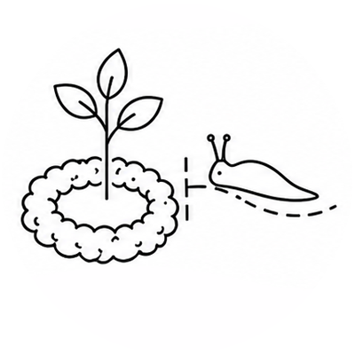 create a slug barrier around the plant