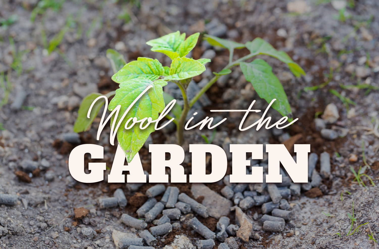 wool pellets around the soil of a plant