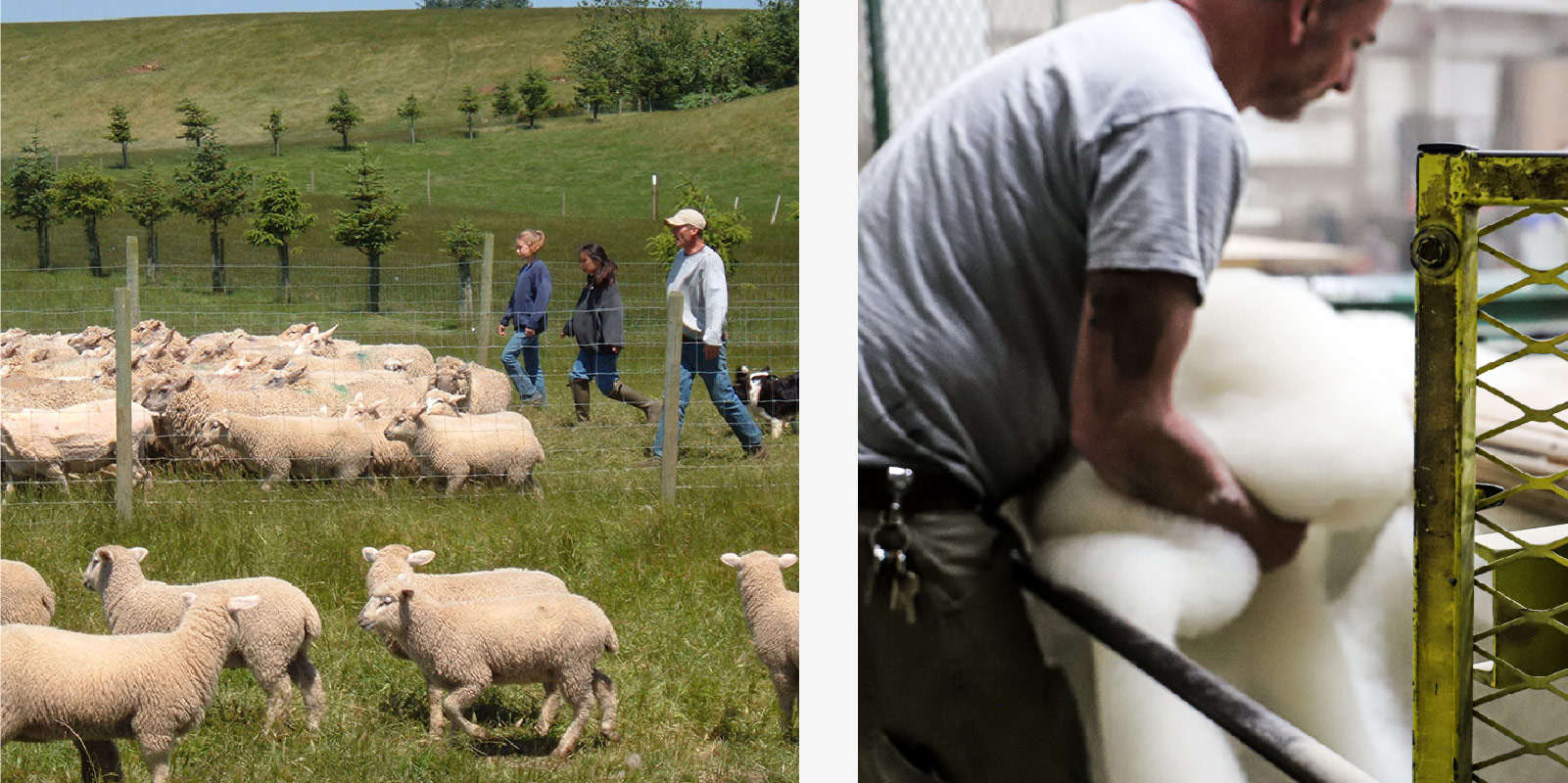 sheep in a field, man working on machine